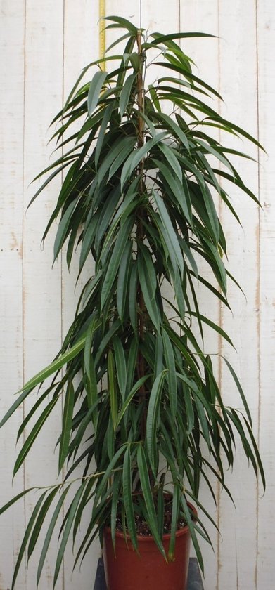 Ficus Alii Binnendijkii 160 cm Kamerplant Vijg Warentuin Natuurlijk