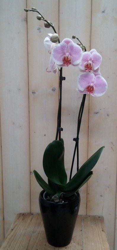 Roze Phalaenopsis met twee bloemstelen in zwarte pot