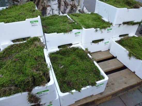 Vers groen platmos in witte kisten, productfoto van vierlagenverpakking