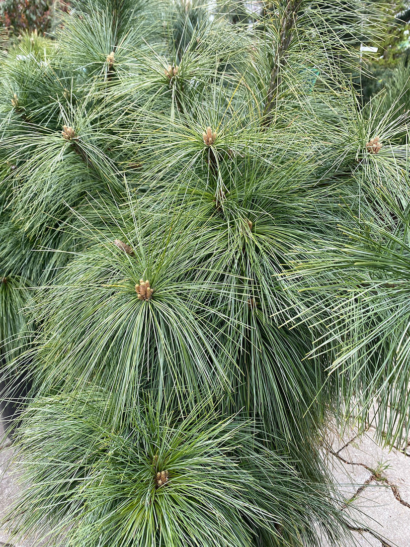 Pinus x schwerinii Wiethorst — botanisch naalddetail; levermaat en pot niet afgebeeld