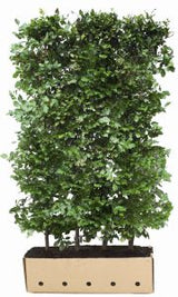 QuickHedge Fagus sylvatica – haagelement 200 cm