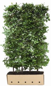 QuickHedge Fagus sylvatica – haagelement 200 cm