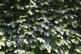 QuickHedge Fagus sylvatica – bladdetail