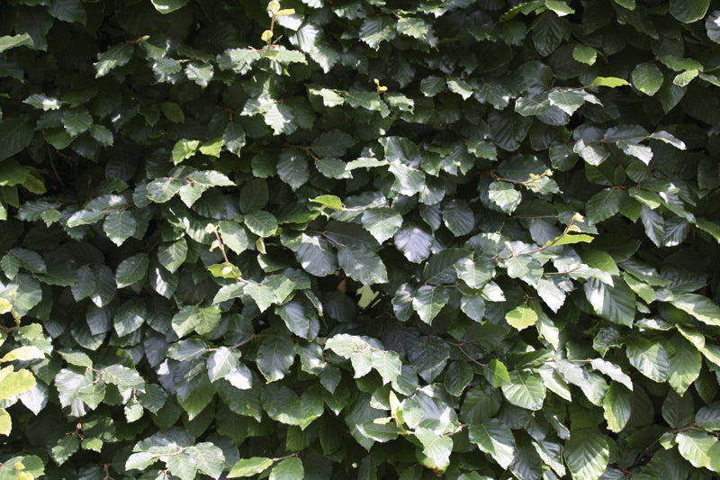 QuickHedge Fagus sylvatica – bladdetail