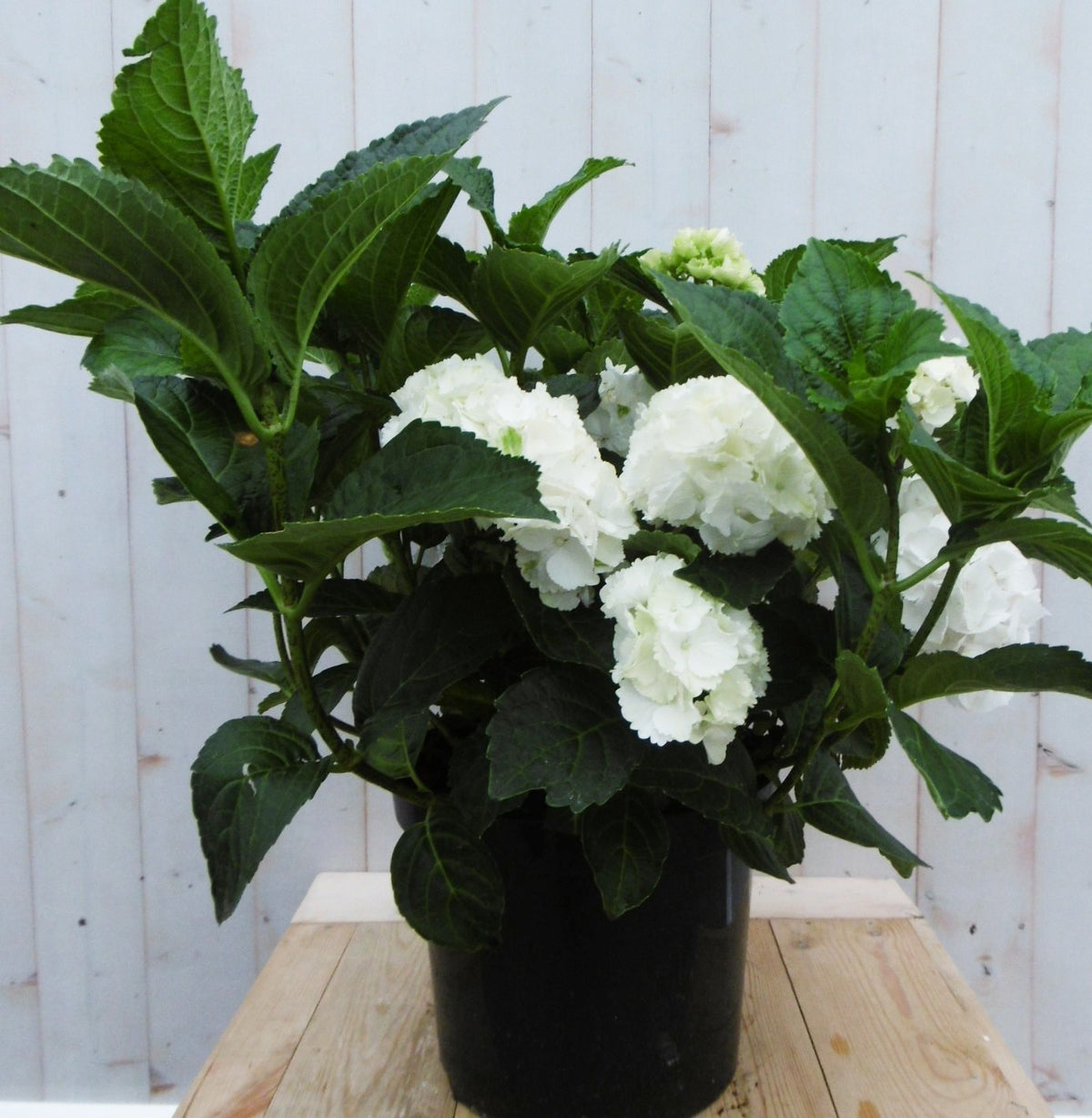 Hortensia Hydrangea wit groot 80 cm Warentuin Natuurlijk