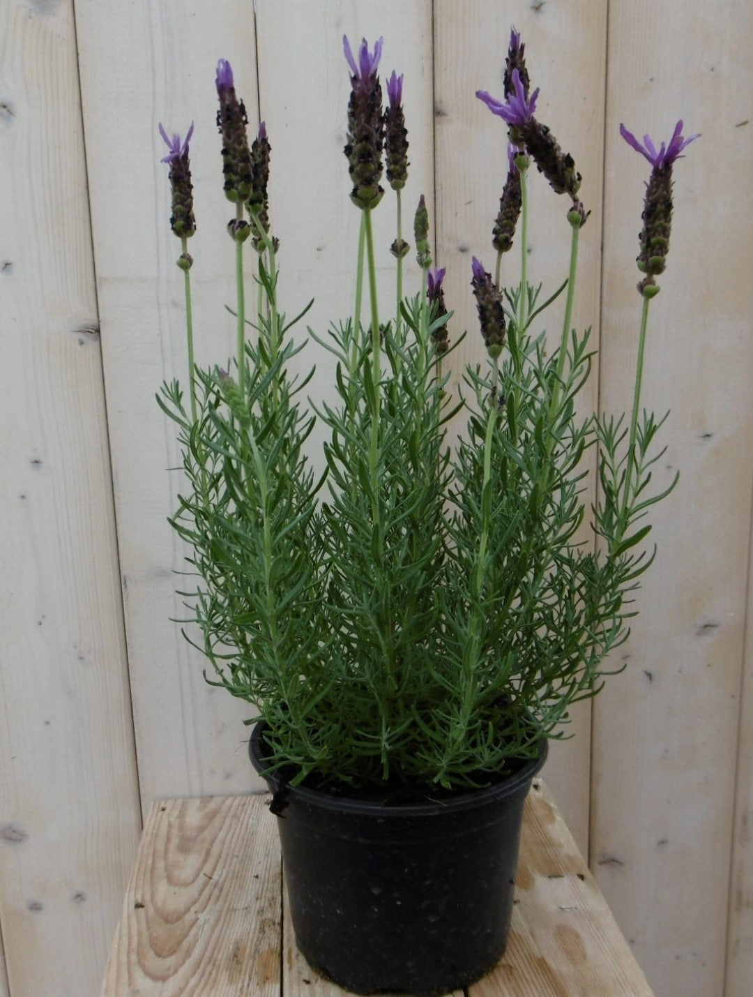 Lavendel kuiflavendel Lavandula Stoechas blauw GROOT Warentuin Natuurlijk