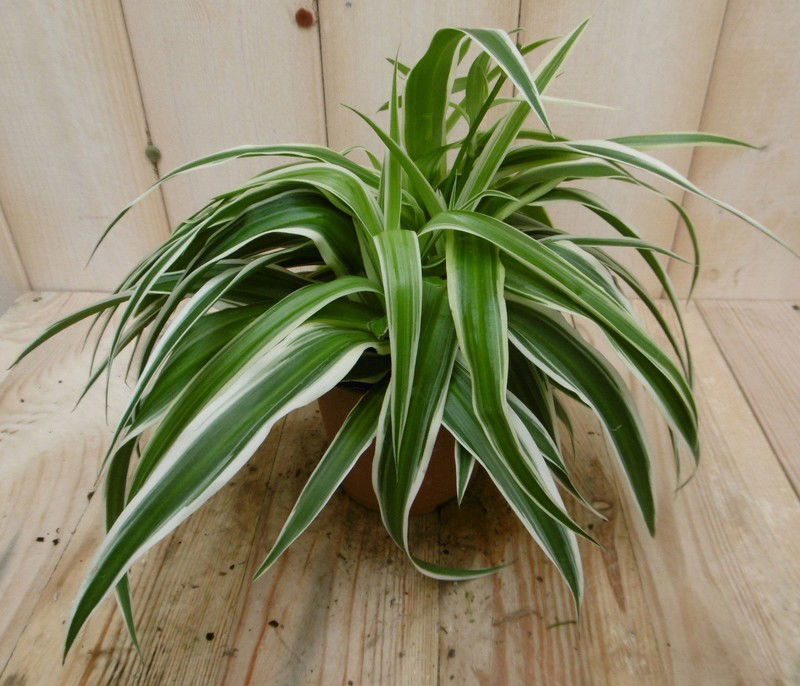 2 stuks! Chlorophytum ocean Viridi Graslelie Warentuin Natuurlijk