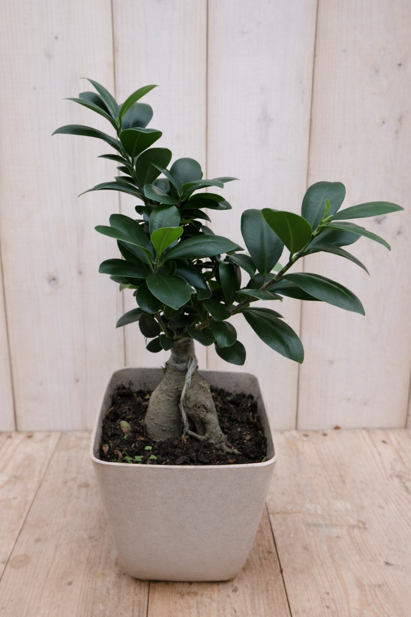 Bonsai Ficus Microcarpa 30 cm kamerplant Warentuin Natuurlijk