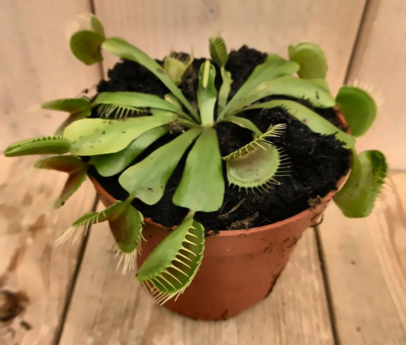 3 stuks! Vleesetende plant Venusvliegenvanger Dionaea Warentuin Natuurlijk