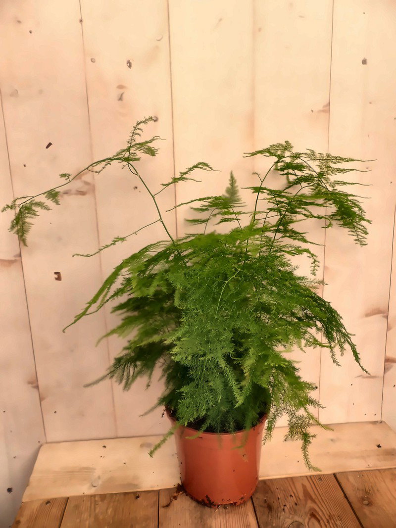 Asparagus Sierasperge zeer fijn blad kamerplant Warentuin Natuurlijk