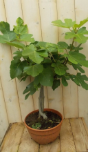 Vijg 60 cm Ficus Warentuin Natuurlijk